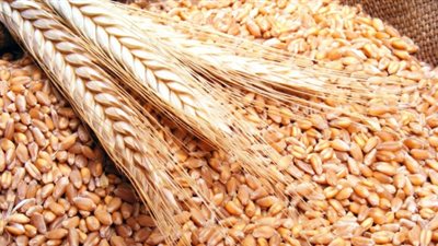 فوائد أكل القمح 