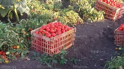 اختيار 75 حقل إرشادي لتعليم مزارعي البحيرة بالتوصيات الفنية للمحاصيل  (صور)