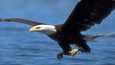 هل تعلم أنّ النسور تستطيع أن تعيش 100 سنة؟