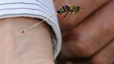 هل تعلم أن النحلة تموت مباشرة بعد لسع الإنسان؟