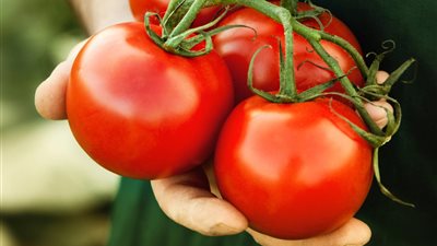 هل تعلم أن الطماطم تصنف من الفواكه.. والموز يصنف من الأعشاب؟