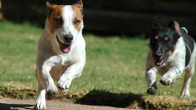 هل تعلم كيف عليك التصرف لو هاجمك كلب؟