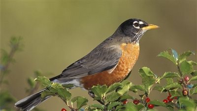 نداء لحماية عصفور السُمنة