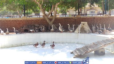 استعدادات مكثفة بحديقتي صنعاء والحيوان بكفر الشيخ استعدادًا للعيد (صور)