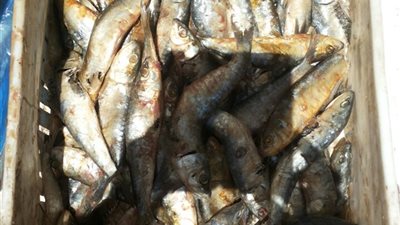 ضبط كميات كبيرة من الأسماك المملحة غير صالحة للاستهلاك بمطروح