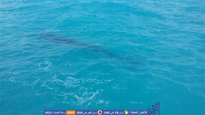 الحيتان تغزو شواطئ الساحل الشمالي (فيديو وصور)
