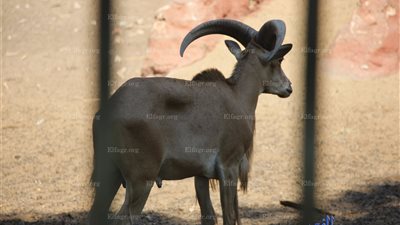 حديقة الحيوان بالجيزة 