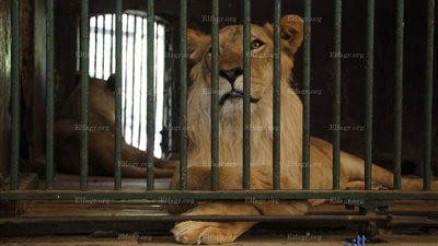 ملك الغابة يخطف الزوار فى حديقة حيوان الجيزة (فيديو وصور)