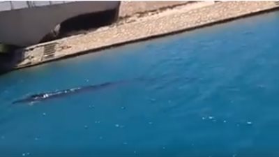 ظهور حوت بالساحل الشمالي (فيديو) 