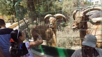 زوار الإسكندرية: 