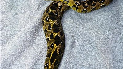 مصرع شاب لدغه ثعبان أثناء التصوير معه بالإسكندرية