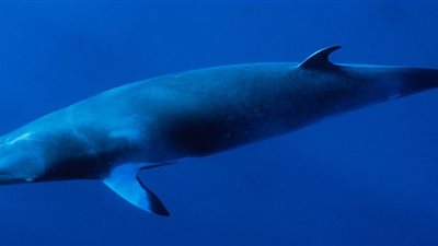 بيان عاجل من البيئة بشأن حوت الساحل الشمالي