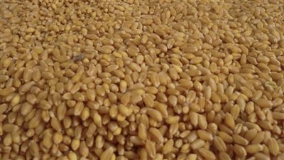 مصر توافق على قبول شحنات القمح المستورد التي تحتوي على 0.05% من فطر الإرجوت