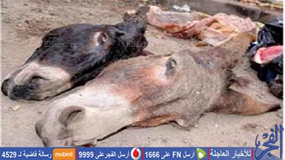 ضبط مواطن أثناء ذبح 5 حمير في 