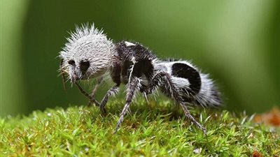 هل تعلم أن هناك نملة يطلق عليها اسم 