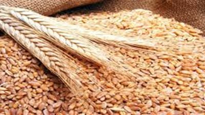 82426 طن.. رصيد القمح في مخازن القطاع الخاص بميناء دمياط 