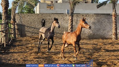 مجلس جامعة المنصورة يوافق على إنشاء نادي للفروسية (صور)