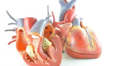 أمراض صمامات القلب.. أسبابها وأعراضها وطرق العلاج