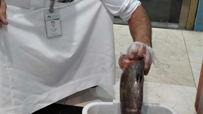مصادرة وإتلاف نصف طن أسماك فاسدة وضبط 16 عاملاً مخالفاً بمكة