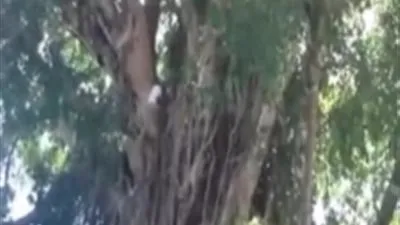 شاب يتسلق شجرة شاهقة مثل طرزان