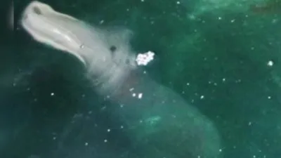 اغرب صورالتقطت لمخلوقات بحرية مجهوله