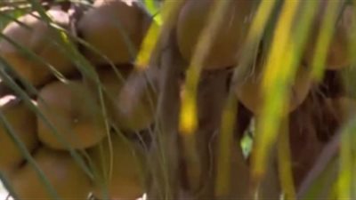 كيف يحصلون على مياه نقية من قشور جوز الهند