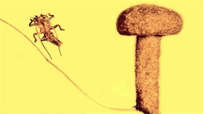 باحثون يكتشفون 