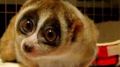 حيوانات تبدو بريئة لكنها قاتلة