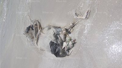 ظهور ماشية نافقة على شاطئ النخيل بالإسكندرية (صور)