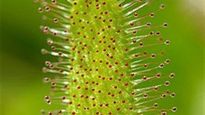 علماء ينمون نباتات تتغذى بالضوء