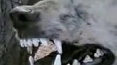 حقيقة ظهور حيوان آكل للحوم البشر في السعودية