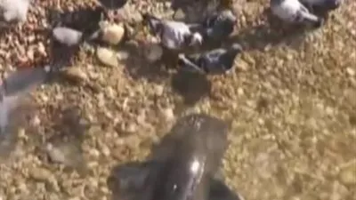 سمكة القط تصطاد الحمام البري