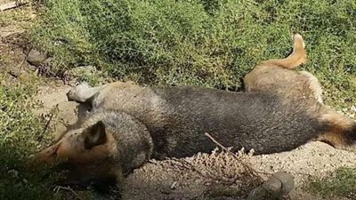 الطائف.. زرع 1494 كبسولة والتخلص من 138 كلباً ضالاً