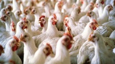  دراسة.. تؤكد أن رائحة الدجاج الحي والطيور تمنع مرض الملاريا