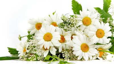 8 استخدامات طبية لعشب 