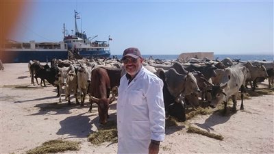 وصول أولى شحنات العجول الصومالية لميناء أبو طرطور