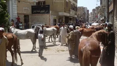 وقفة لأصحاب الحناطير في قنا: 