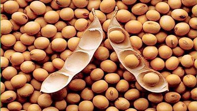  دراسة.. تؤكد البقوليات وفول الصويا مكافحة لمرض السرطان  