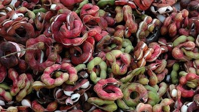  7 فوائد للوز الهندي ... تعرفوا عليها