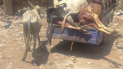 القبض على مسجل شقى خطر أثناء  ذبح حمير لطرحها بالأسواق بالقنايات 