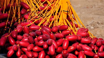  10 فوائد مذهلة للبلح وأنواعه المختلفة .. تعرفوا عليها   