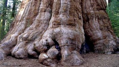  هل تعلم أين تقع أكبر شجرة في العالم؟