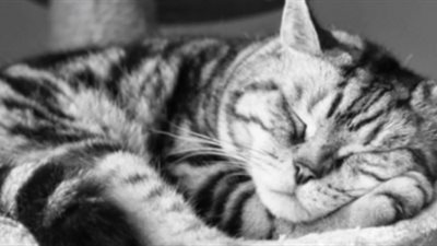 شاهد..حقائق مثيرة للغاية عن القطط