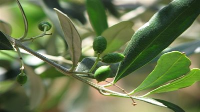  5 فوائد صحية لأوراق الزيتون .. تعرفوا عليها 