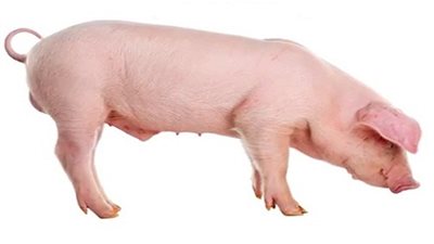 لماذا حرم الله لحم الخنزير؟