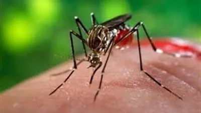 اصابة 33 جندي من الجيش اﻷمريكي بفيروس زيكا 