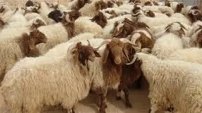 اليوم.. مؤتمر صحفي لـ