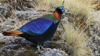 مونال الهيمالايا.. أكثر الطيور إثارة للإعجاب في العالم