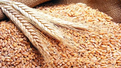 اعلامى يُطالب بمُحاكمة أعضاء بالبرلمان بسبب فساد القمح