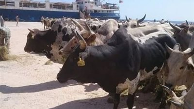 وصول 1583 رأس عجول صومالية لميناء ابو طرطور
